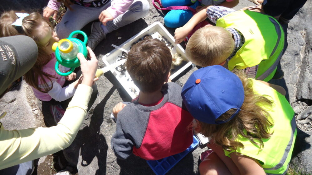 Children looking at aquatic insects