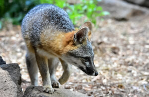 Gray Fox