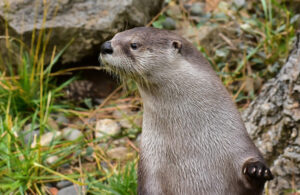 River otter