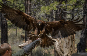 Golden eagle landing on handler's glove.