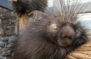 Porcupine